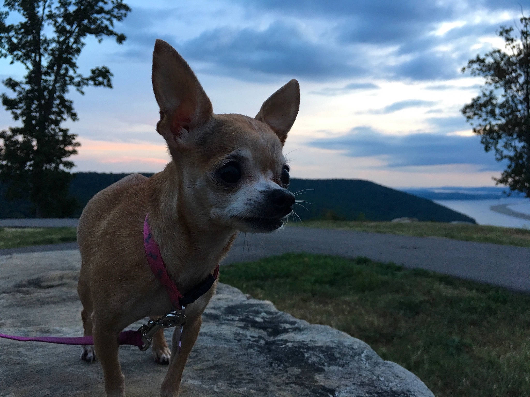 Izzi joined the competition — help win amazing prizes! canidae, carnivore, chihuahua, companion_dog, corgi_chihuahua, dog, dog_breed, dog_collar, dog_walking, fawn, mammal, sky, snout, sporting_group, toy_dog, vertebrate