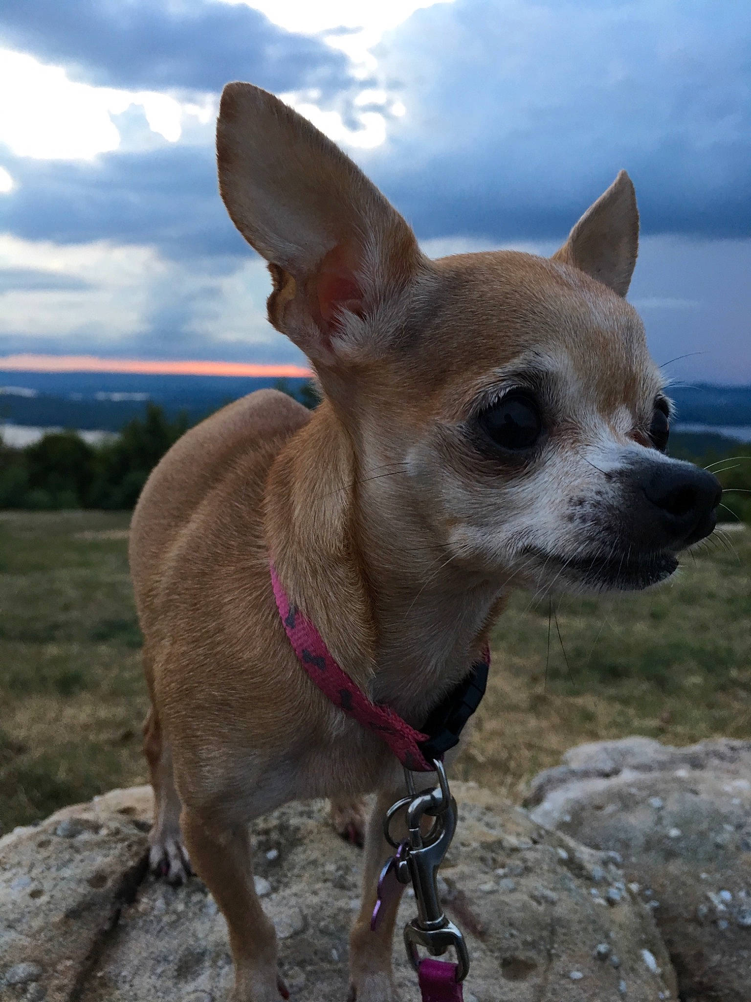 Izzi is registered to the contest to win money with this photo: canidae, carnivore, chihuahua, companion_dog, corgi_chihuahua, dog, dog_breed, fawn, mammal, snout, toy_dog, vertebrate