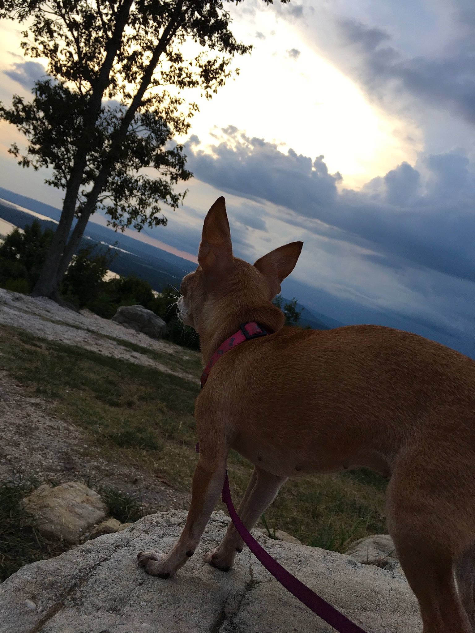 Izzi is registered to the contest to win money with this photo: canidae, carnivore, cirneco_delletna, dog, dog_breed, fawn, hunting_dog, ibizan_hound, mammal, podenco_canario, sky, snout