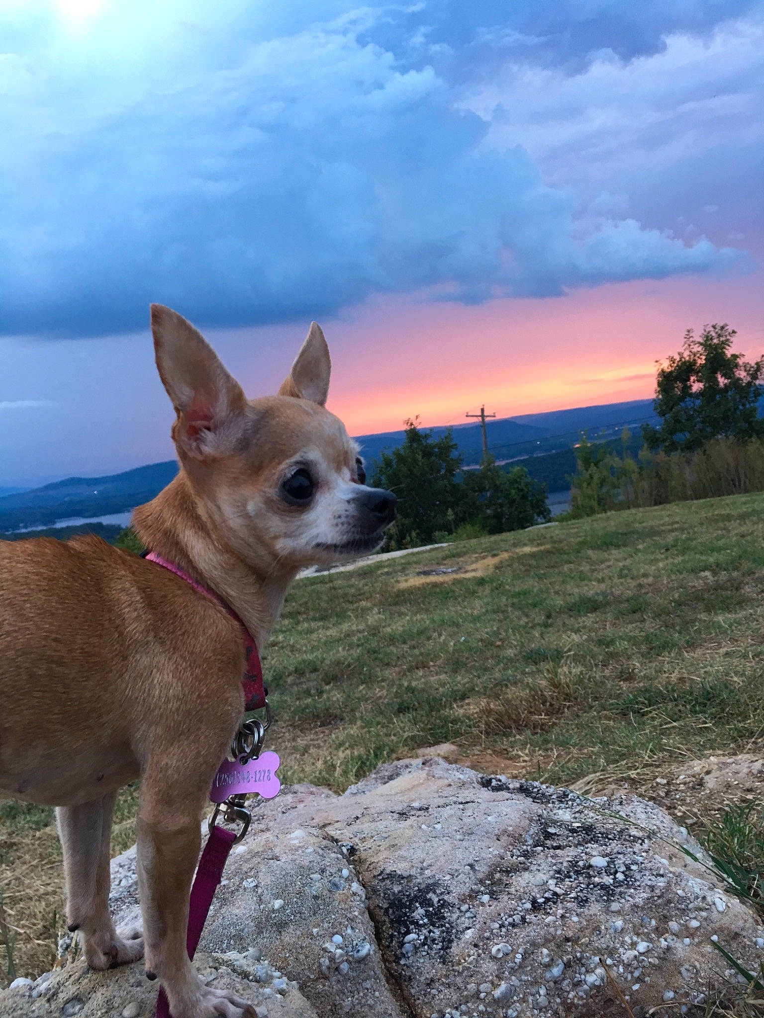 Izzi is registered to the contest to win money with this photo: canidae, carnivore, chihuahua, corgi_chihuahua, dog, dog_breed, fawn, mammal, sky, snout, toy_dog, vertebrate