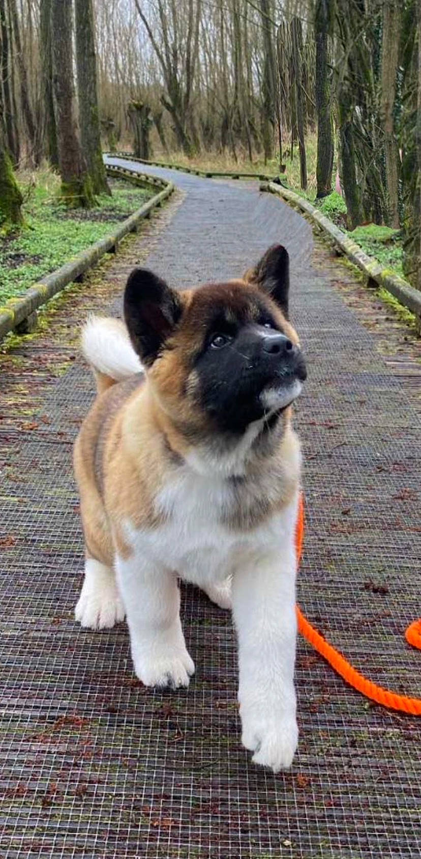 Balou a rejoint le concours — aidez-le/la à gagner de superbes lots ! ancient_dog_breeds, carnivore, collar, companion_dog, dog, dog_breed, fawn, grass, non_sporting_group, plant, snout, sporting_group, tail, terrestrial_animal, tree, wood, working_animal, working_dog