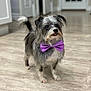 animal, black_and_white, bow_tie, cute, dog, domestic_animal, ears_up, floor, fluffy, house, indoor, interior, long_hair, looking_up, pet, purple_bow_tie, small_dog, standing, tongue_out, wooden_floor