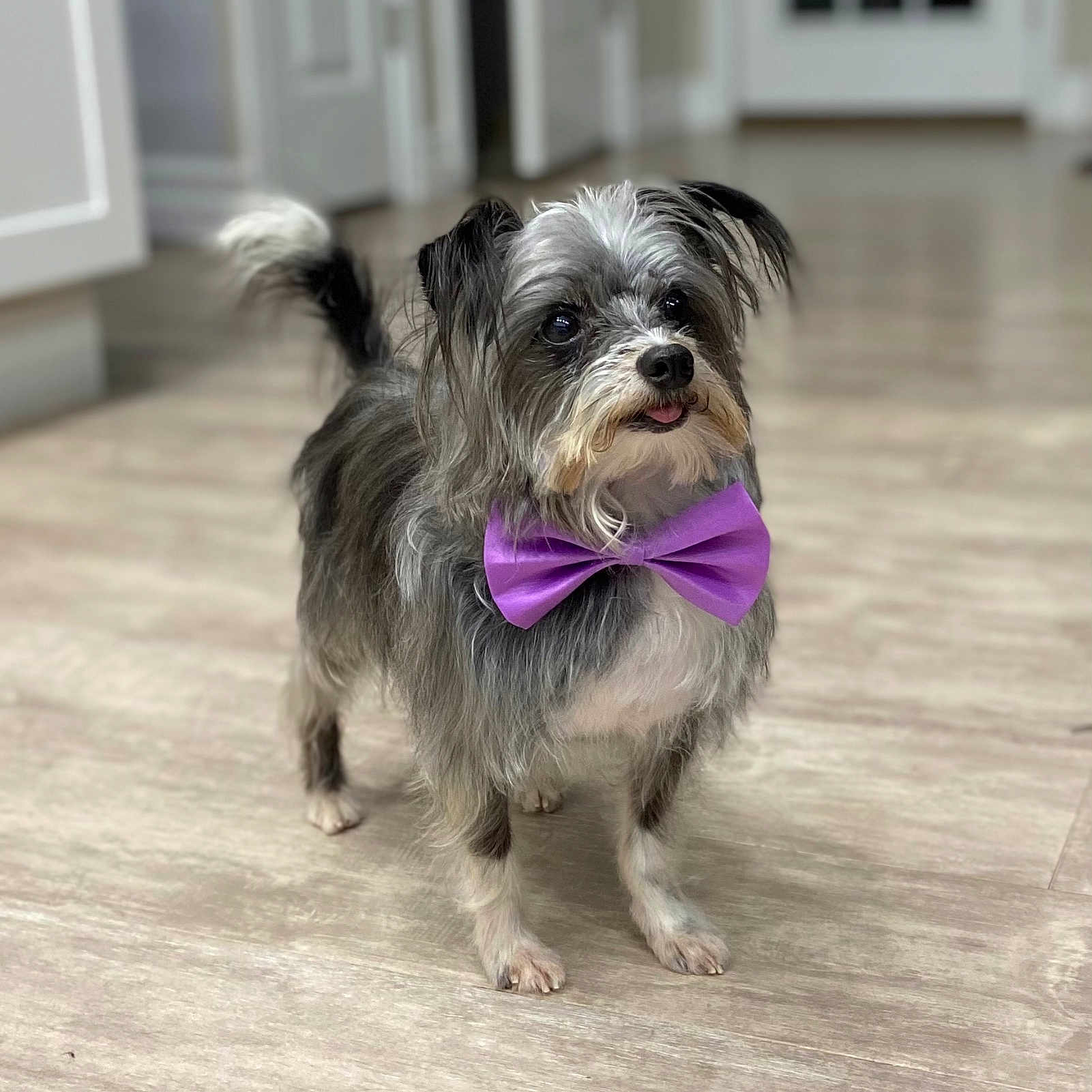 Bandit is registered to the contest to win money with this photo: animal, black_and_white, bow_tie, cute, dog, domestic_animal, ears_up, floor, fluffy, house, indoor, interior, long_hair, looking_up, pet, purple_bow_tie, small_dog, standing, tongue_out, wooden_floor