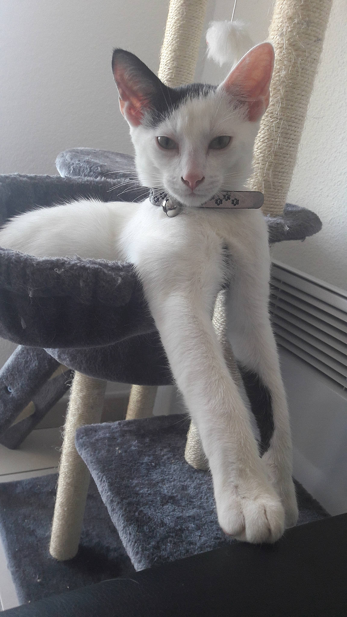 Loustik a rejoint le concours — aidez-le/la à gagner de superbes lots ! aegean_cat, cat, cat_like_mammal, domestic_short_haired_cat, fauna, fur, kitten, paw, small_to_medium_sized_cats, whiskers