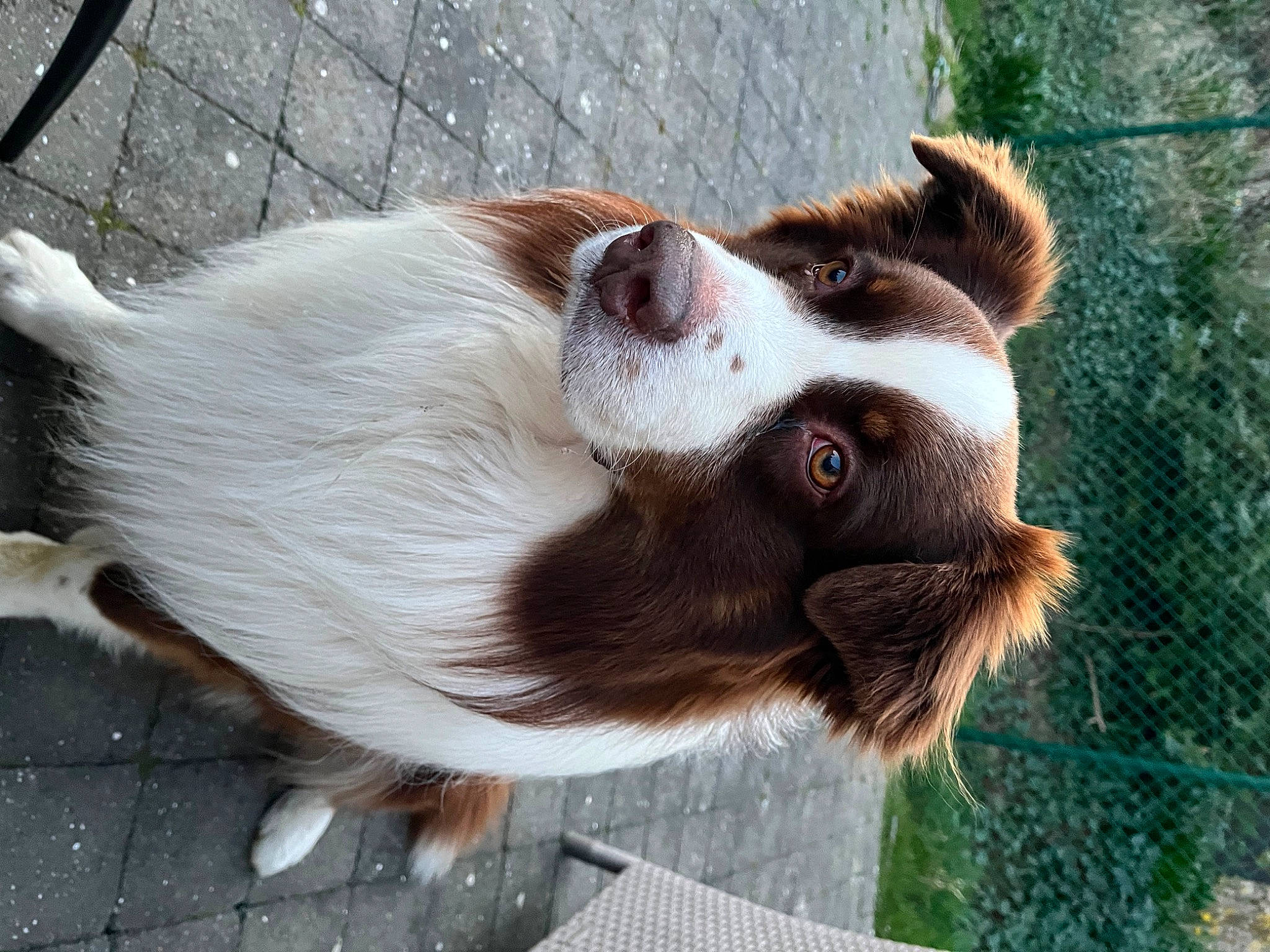 Rocky participe au concours pour gagner de l'argent avec cette photo : canidae, carnivore, collar, companion_dog, dog, dog_breed, dog_collar, fawn, fur, gun_dog, liver, pet_supply, snout, sporting_group, terrestrial_animal, whiskers, working_animal, working_dog