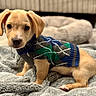 animal, bed, black_eyes, blanket, brown_fur, cozy, cute, dog, floppy_ears, fluffy, golden, home, indoors, knitted_clothing, pet, photography, portrait, puppy, sitting, sweater