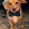 bow_tie, brown_dog, canine, carpet, collar, cute, dog, eyes, floppy_ears, front_view, indoors, living_room, nose, paws, pet, portrait, puppy, rug, short_hair, sitting