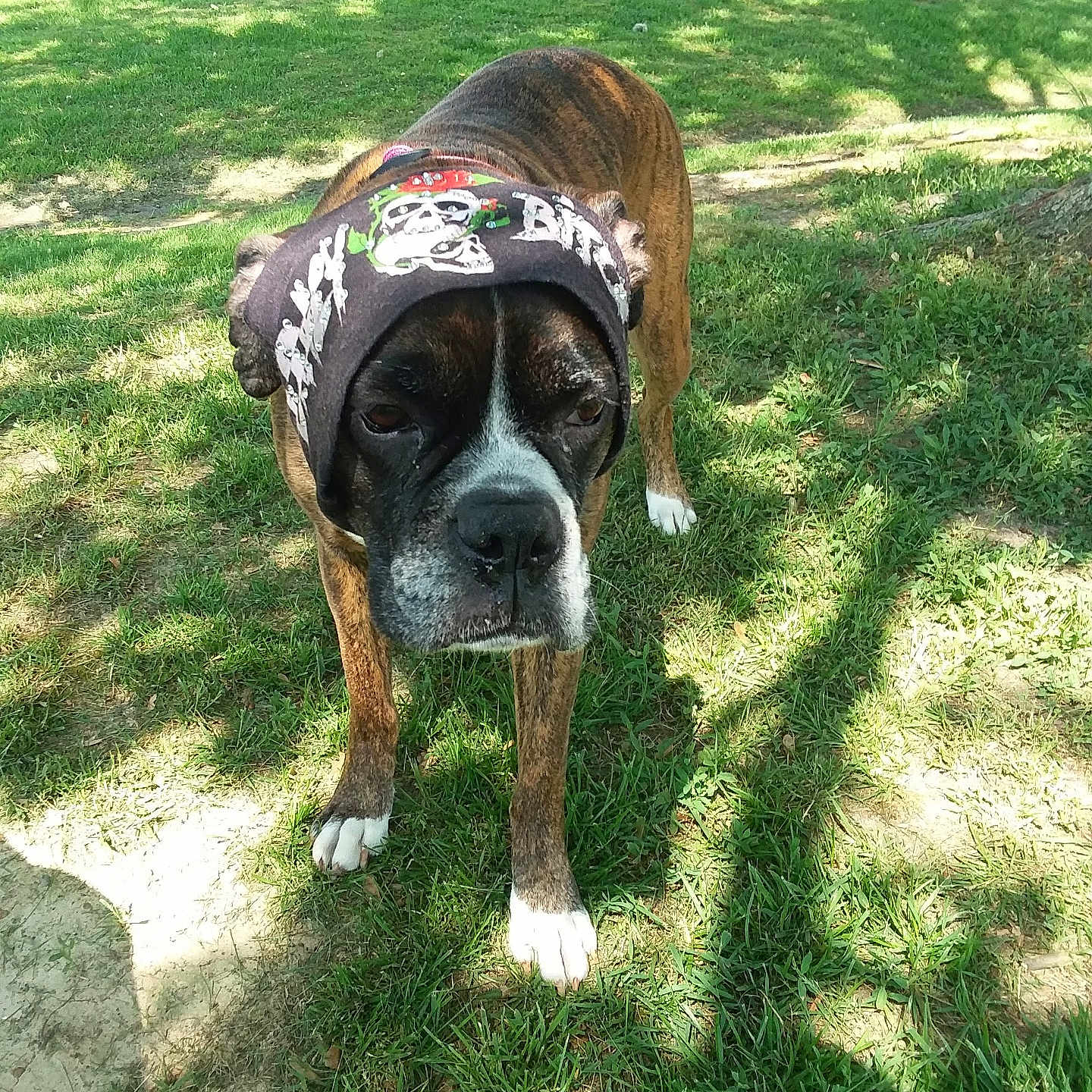 Tigger joined the competition — help win amazing prizes! animal, boxer, bulldog, canine, dog, face, grass, green, grove, head, nature, outdoors, park, person, pet, photography, plant, portrait, tree, vegetation