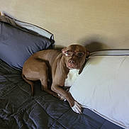 Cooper is registered to the contest to win money with this photo: animal, bed, bedroom, brown_dog, canine, comfort, cute, dog, domestic_animal, furniture, glasses, indoor, lying_down, pet, pillow, portrait, relaxed, resting, sleeping_area, white_markings
