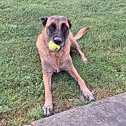 Athéna a rejoint le concours — aidez-le/la à gagner de superbes lots ! dog, tennis_ball, grass, outdoor, pet, canine, playing, animal, nature, greenery, muzzle, ears, tail, collar, resting, stone_wall, hill, daytime, fur, alert