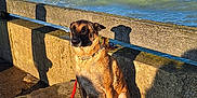 Athéna a rejoint le concours — aidez-le/la à gagner de superbes lots ! dog, leash, stone, sea, water, sky, clouds, sunlight, shadow, outdoor, animal, pet, calm, sitting, nature, daylight, coast, relaxing, blue_sky, concrete