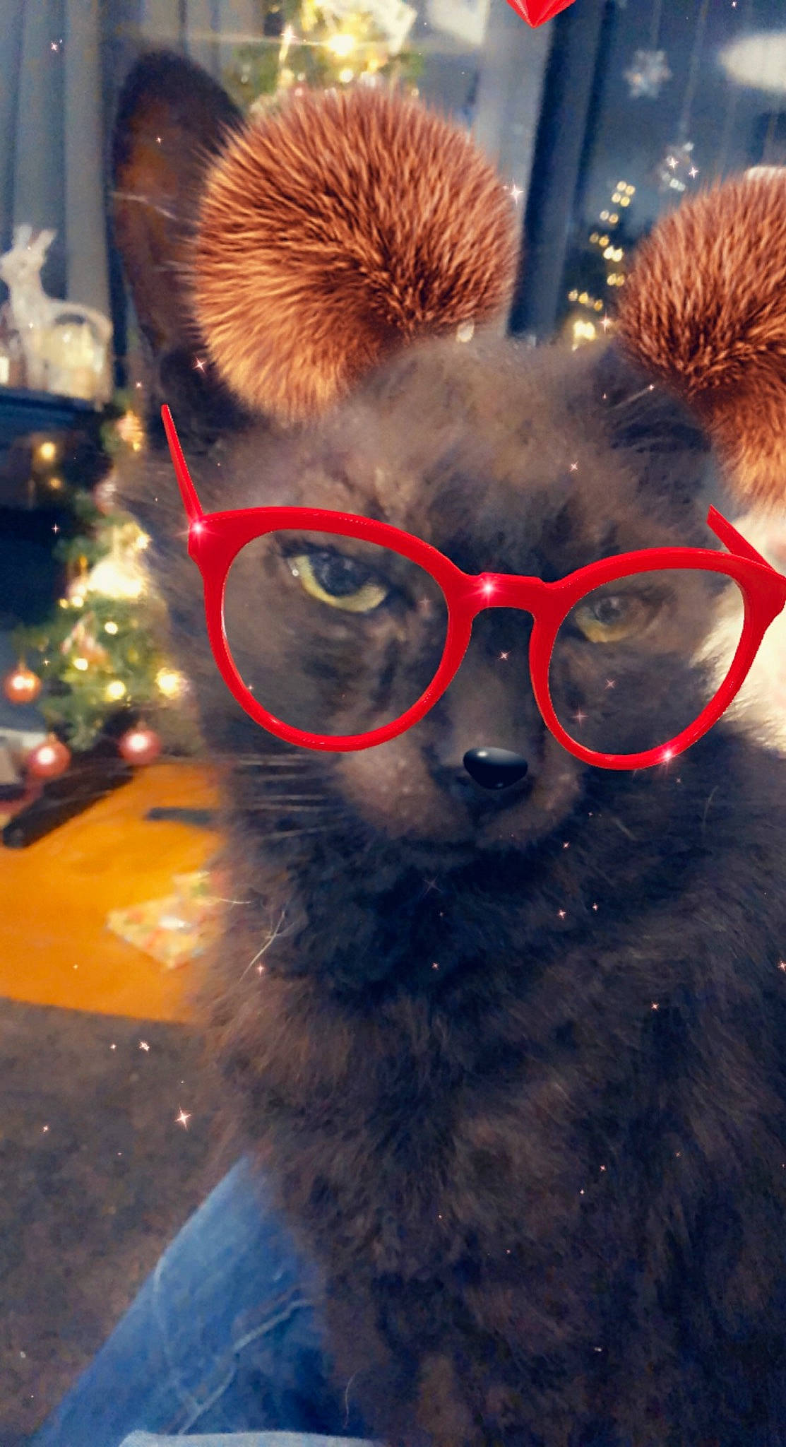 Crystal joined the competition — help win amazing prizes! cap, christmas_tree, electric_blue, event, eyewear, fun, fur, fur_clothing, glasses, goggles, holiday, light, organism, personal_protective_equipment, selfie, snout, sunglasses, vision_care, whiskers, winter