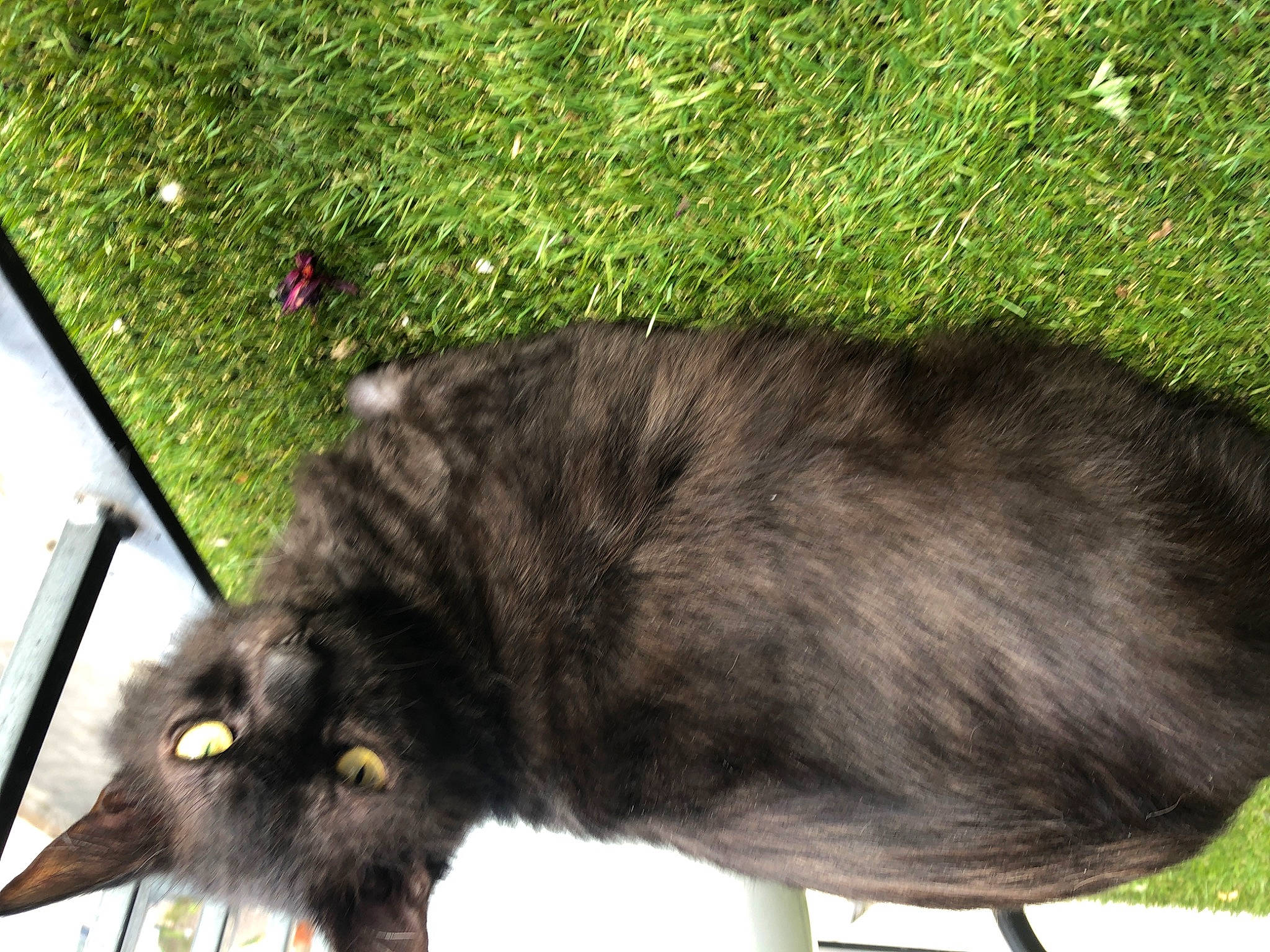 Crystal joined the competition — help win amazing prizes! black_cat, british_longhair, carnivore, cat, claw, dog_breed, domestic_short_haired_cat, felidae, fur, grass, groundcover, paw, plant, shadow, small_to_medium_sized_cats, snout, tail, terrestrial_animal, whiskers