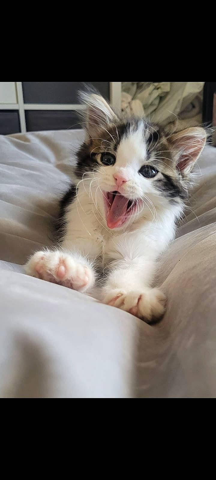 Elvis is registered to the contest to win money with this photo: carnivore, cat, claw, comfort, companion_dog, door, eye, fang, felidae, foot, fur, happy, paw, photo_caption, small_to_medium_sized_cats, snout, whiskers, yawn