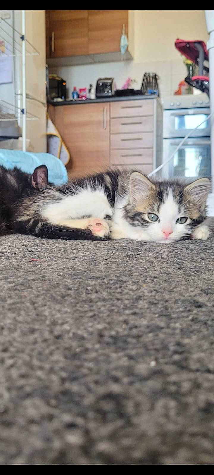 Elvis joined the competition — help win amazing prizes! bookcase, cabinetry, carnivore, cat, chest_of_drawers, comfort, drawer, felidae, floor, flooring, fur, grey, hardwood, leg, mammal, small_to_medium_sized_cats, snout, tail, whiskers, wood