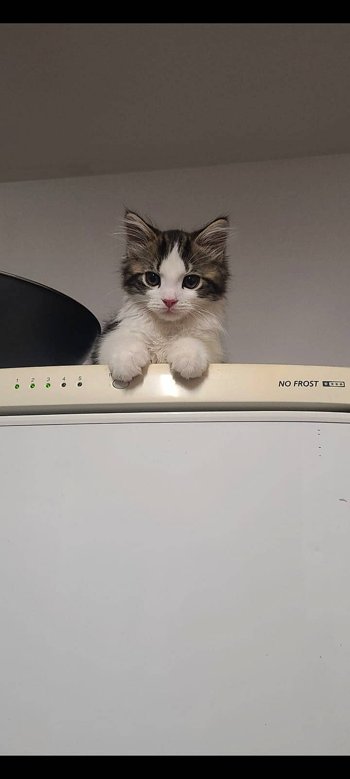 Elvis is registered to the contest to win money with this photo: box, carnivore, cat, comfort, domestic_short_haired_cat, drawer, felidae, font, fur, paw, photo_caption, rectangle, small_to_medium_sized_cats, snout, tail, whiskers