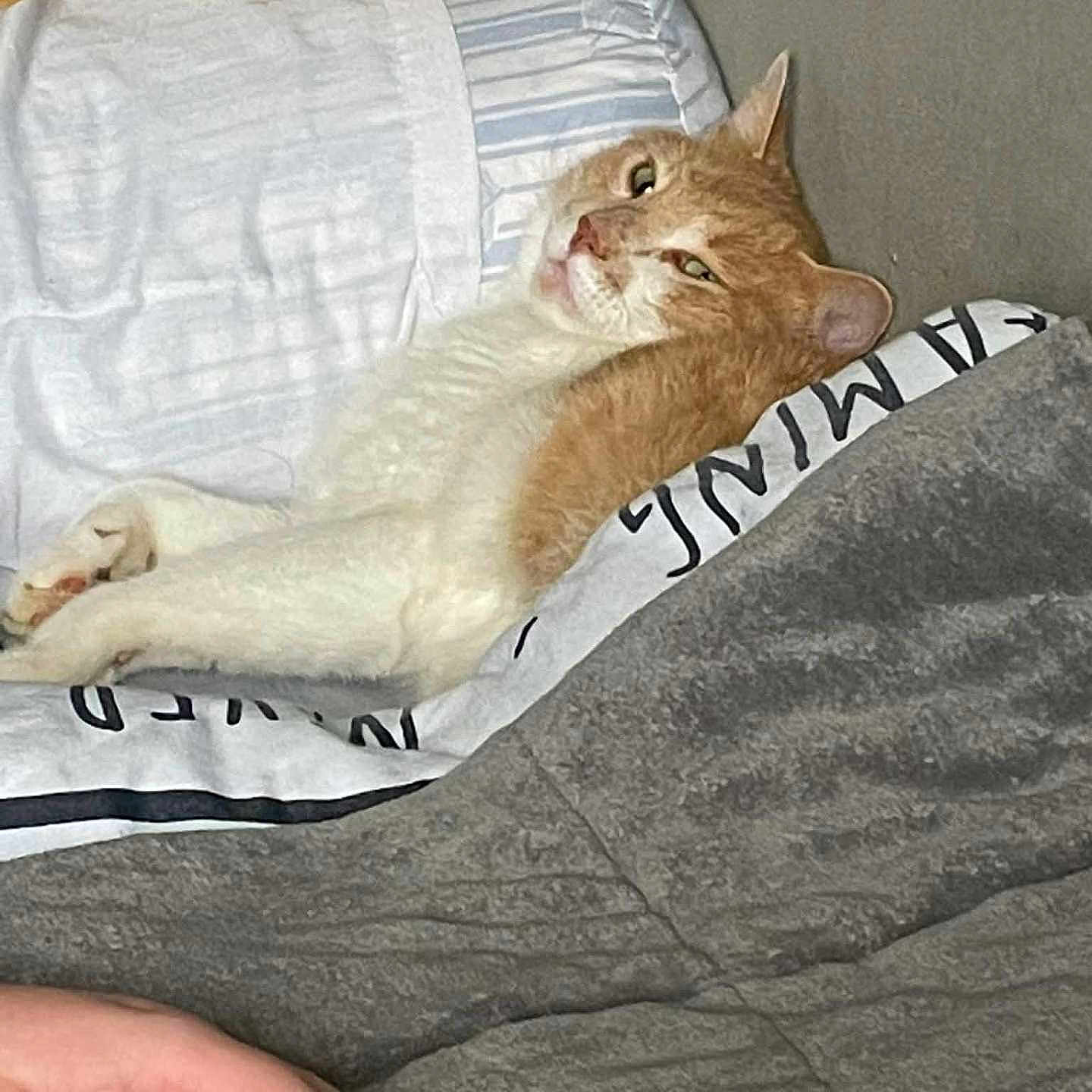 Malone a rejoint le concours — aidez-le/la à gagner de superbes lots ! animal, bed, bedding, blanket, cat, comfortable, cozy, cute, feline, ginger_cat, gray_blanket, human_hand, indoor, pet, pillow, relaxing, resting, sleepy, white_cat, wooden_wall