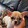 Maya participe au concours pour gagner de l'argent avec cette photo : animal, black_leather, blanket, close_up, couch, cozy, cute, dog, domestic_animal, ears, face, french_bulldog, fur, hand, indoor, pet, puppy, resting, snout, young