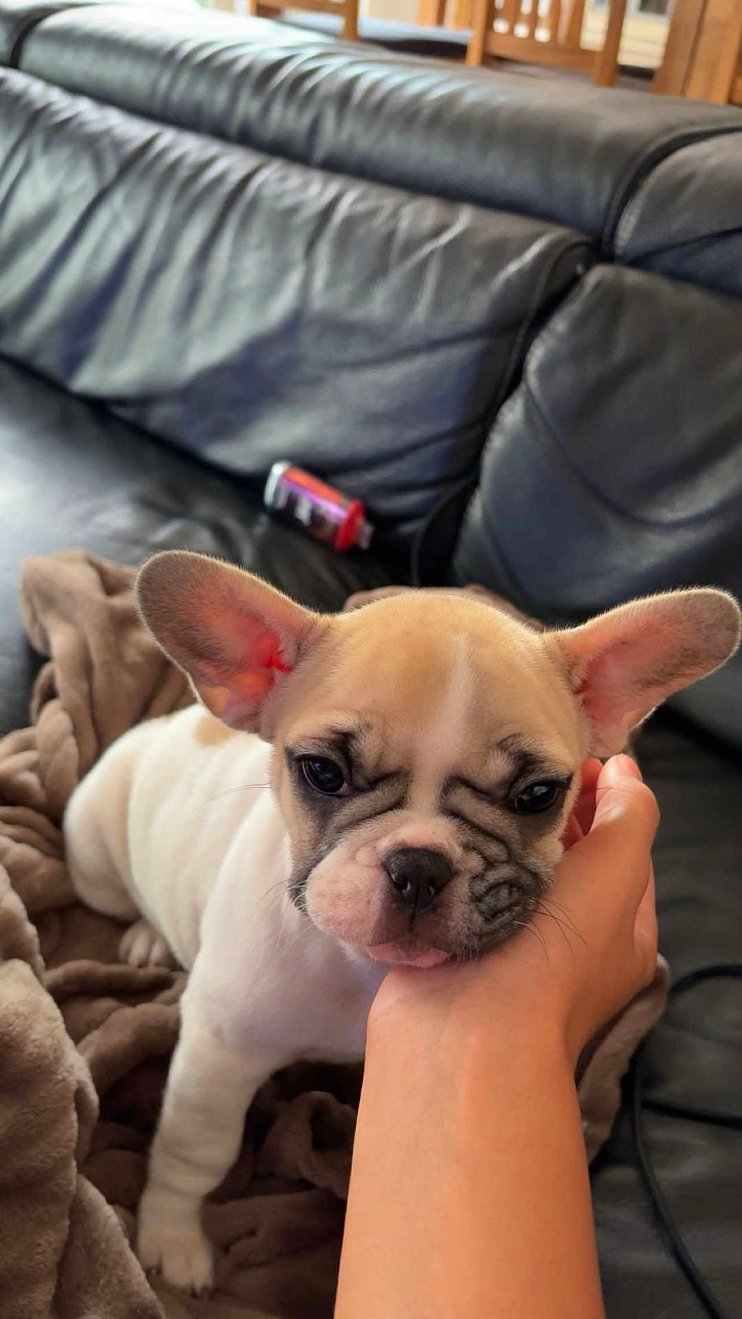 Maya