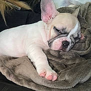 Maya a rejoint le concours — aidez-le/la à gagner de superbes lots ! adorable, animal, blanket, close_up, cozy, cute, dog, french_bulldog, fur, indoor, mammal, nap, pet, pink_paw, puppy, relaxing, resting, sleeping, soft, young_dog
