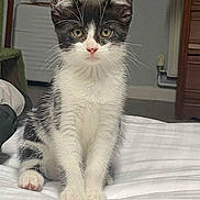 Bruce is registered to the contest to win money with this photo: kitten, cat, black_and_white, indoor, bed, white_bedspread, pet, fur, whiskers, ears, cute, animal, young, sitting, curious, feline, domestic, soft, small, portrait