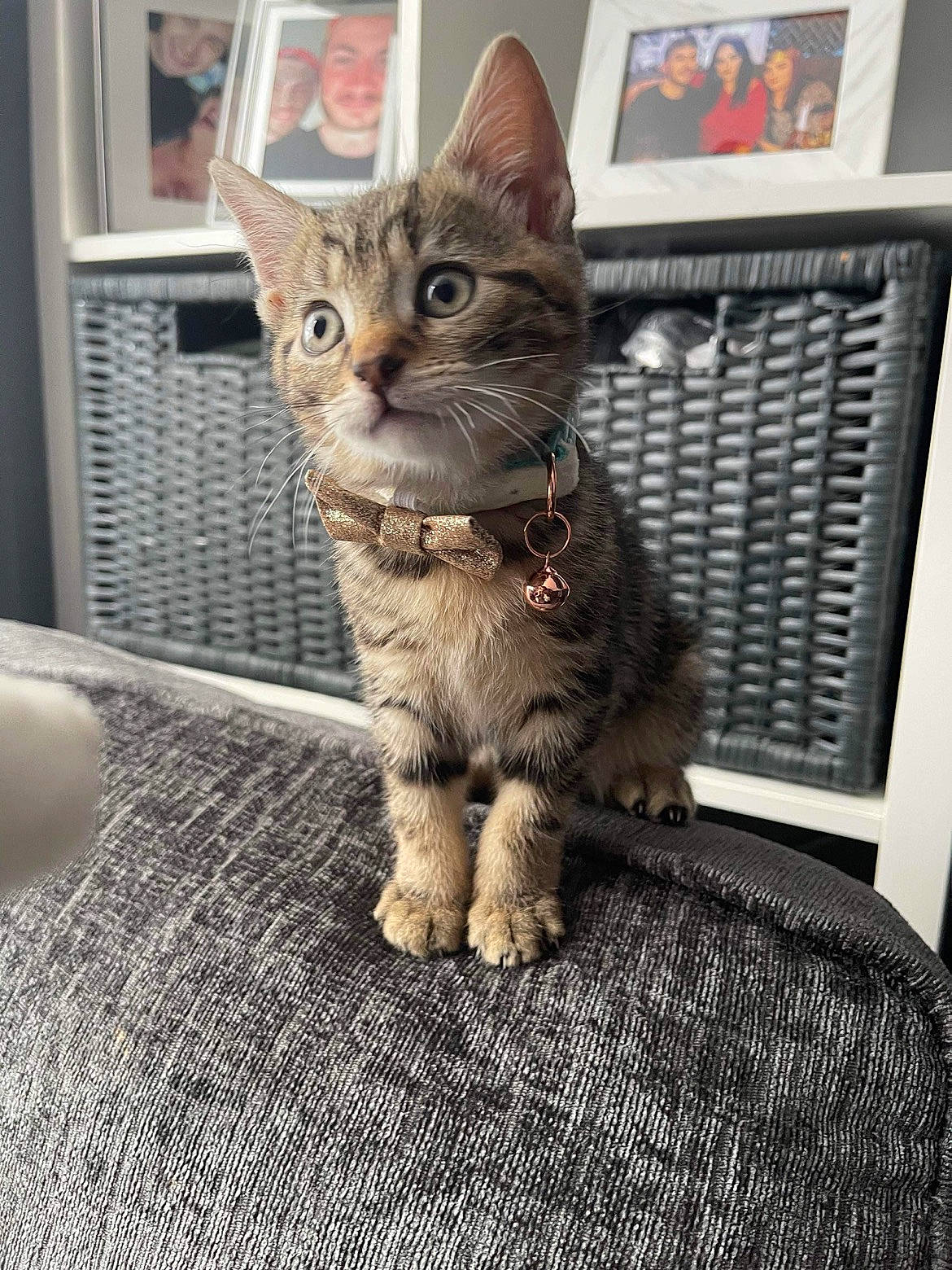 Raja joined the competition — help win amazing prizes! carnivore, cat, claw, domestic_short_haired_cat, felidae, fur, paw, picture_frame, shelf, sitting, small_to_medium_sized_cats, snout, tail, terrestrial_animal, whiskers