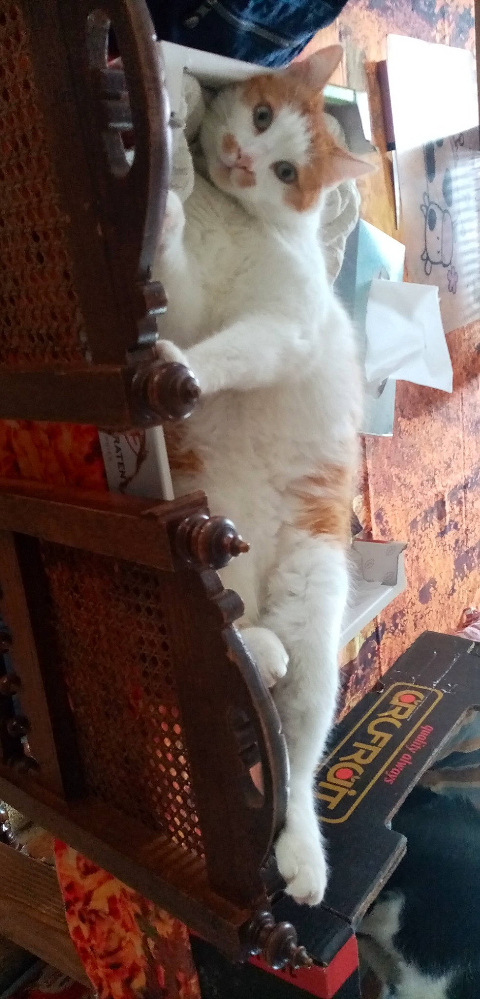 Jumper participe au concours pour gagner de l'argent avec cette photo : carnivore, cat, domestic_short_haired_cat, fawn, felidae, fur, machine, paw, small_to_medium_sized_cats, tail, whiskers, wood