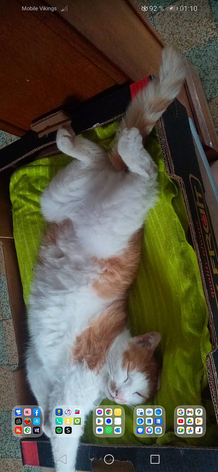 Jumper participe au concours pour gagner de l'argent avec cette photo : cat, claw, companion_dog, fawn, felidae, fur, hardwood, paw, small_to_medium_sized_cats, tail, whiskers, wood