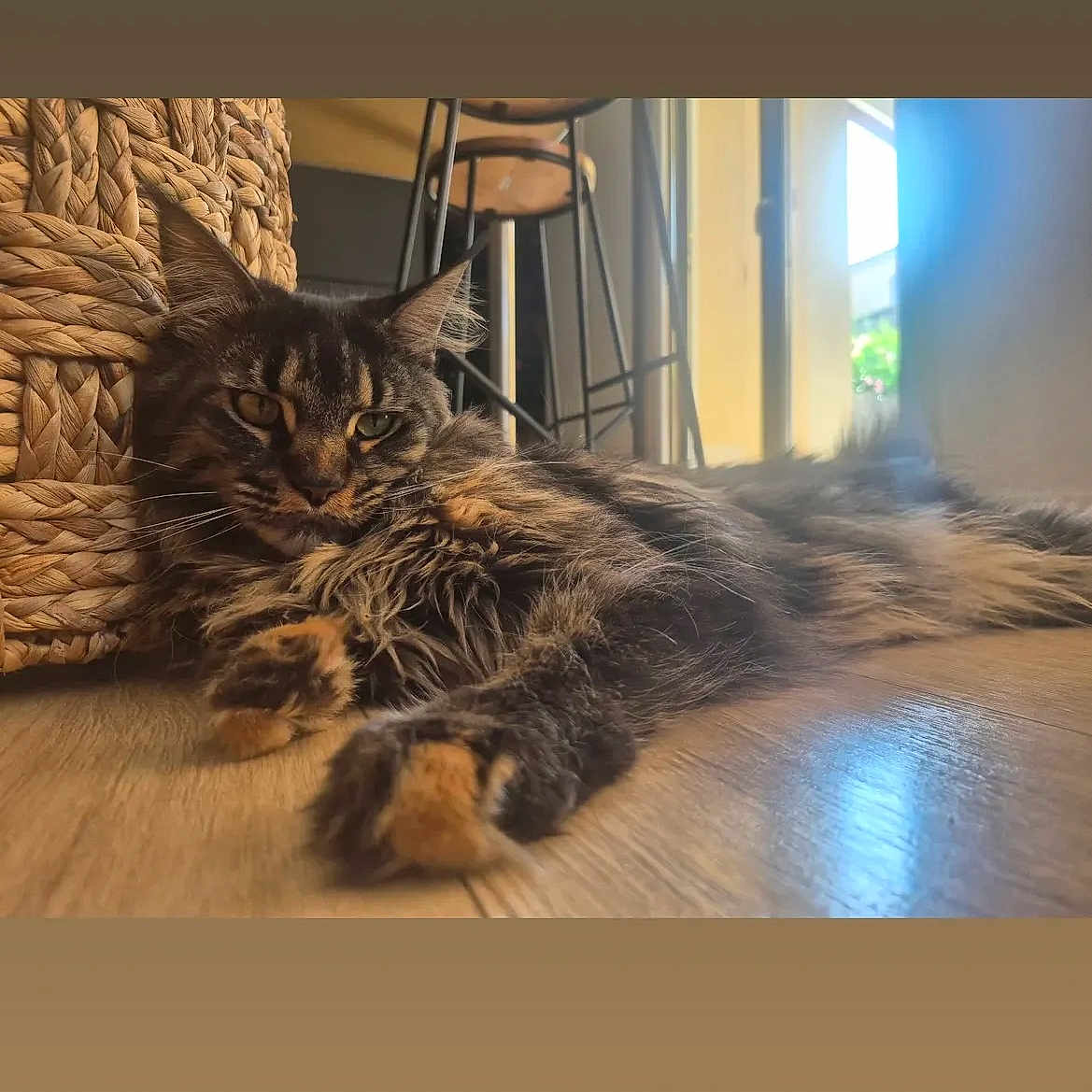 Uguette a rejoint le concours — aidez-le/la à gagner de superbes lots ! animal, bar_stool, basket, cat, close_up, cozy, domestic, floor, fluffy, furniture, home, indoor, natural_light, pet, relaxed, stretching, sunlight, tabby, window, wooden_floor