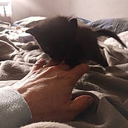 Unique joined the competition — help win amazing prizes! kitten, black_cat, hand, bed, blanket, indoor, pet, furry, cute, playing, cozy, soft_light, warm, animal, domestic, fingers, claws, sleepy, resting, feline