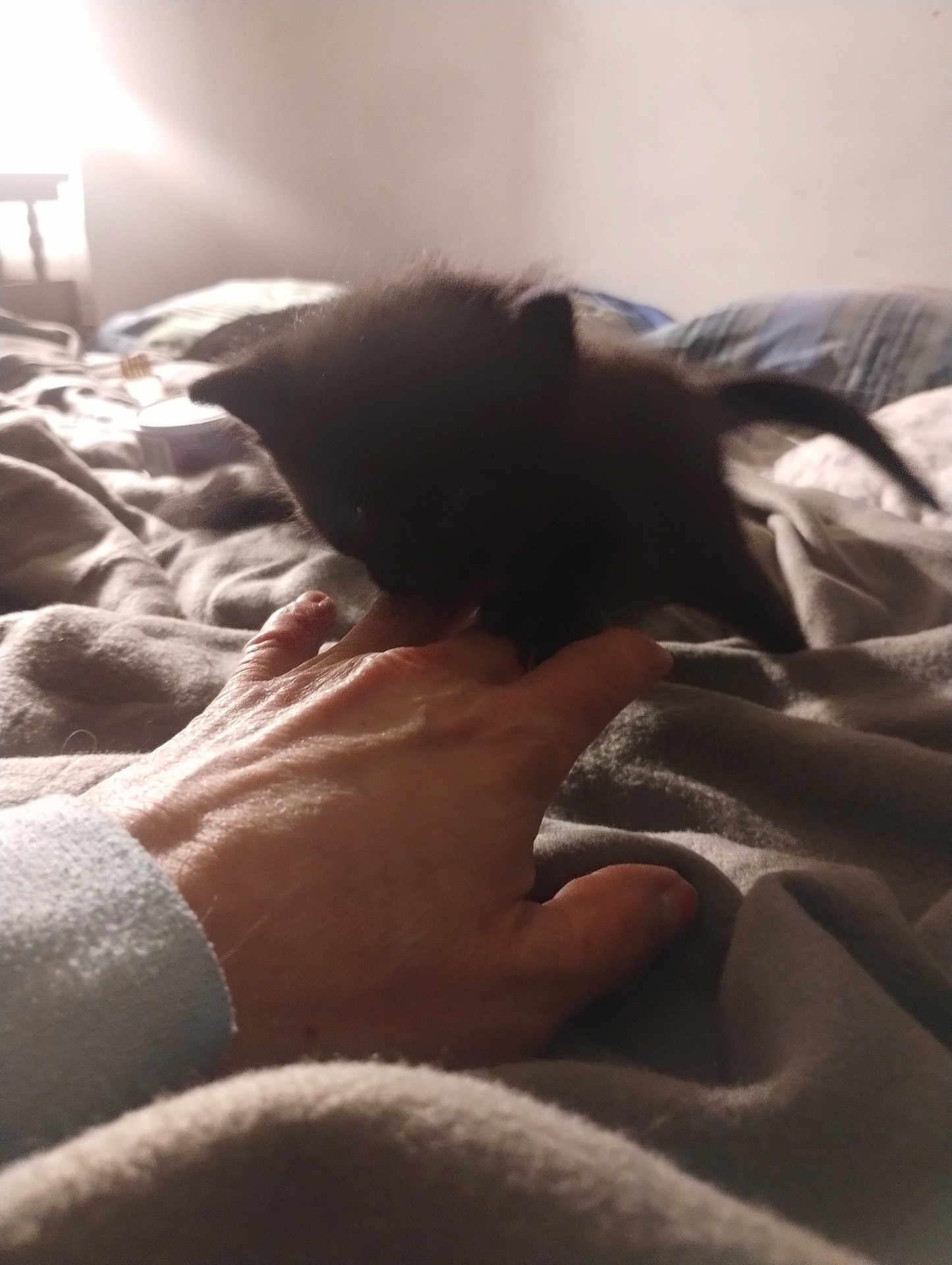 Unique joined the competition — help win amazing prizes! kitten, black_cat, hand, bed, blanket, indoor, pet, furry, cute, playing, cozy, soft_light, warm, animal, domestic, fingers, claws, sleepy, resting, feline