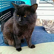 Bear is registered to the contest to win money with this photo: cat, black_cat, gray_cat, pets, animals, outdoor, cushion, plastic_basket, resting, feline, fur, domestic_animal, portrait, relaxing, window, house_exterior, daylight, companion, two_animals, seated