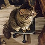 animal, cat, chair, cozy, curious, domestic_cat, feline, fluffy, four_legs, furniture, home, indoor, looking_sideways, office_chair, pet, striped_fur, tabby_cat, tail, whiskers, wooden_floor