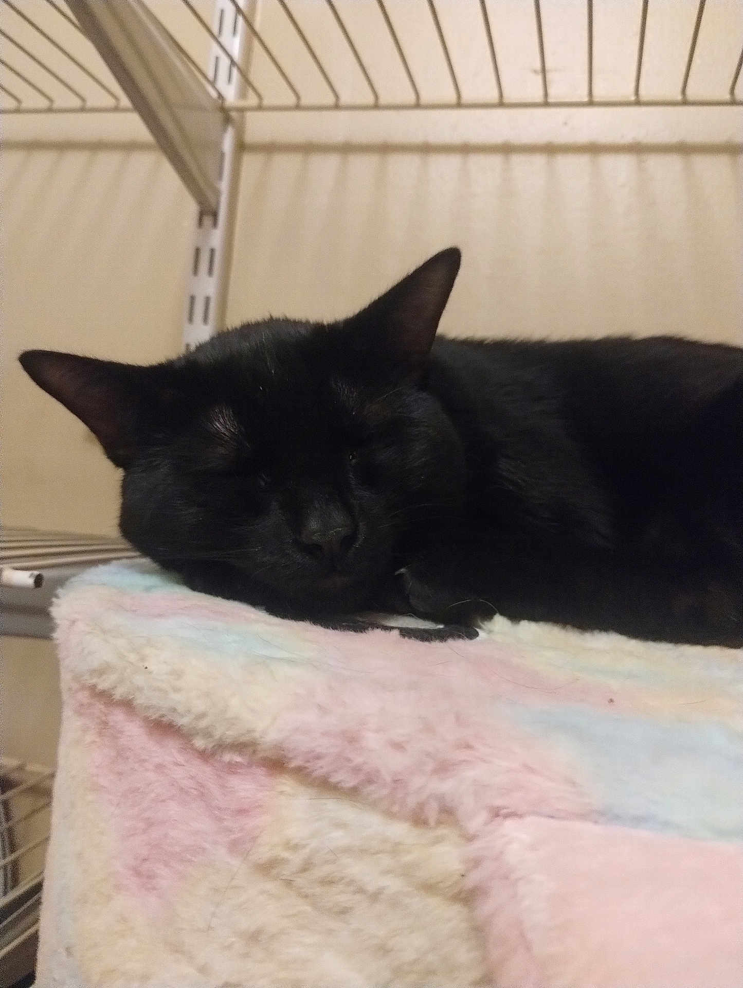 Panther is registered to the contest to win money with this photo: cat, black_cat, sleeping, furry, pet, indoor, shelf, blanket, soft, pastel_colors, cozy, resting, animal, cute, feline, quiet, relaxed, fur, closeup, peaceful