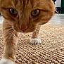 animal, cat, close_range, close_up, curious, domestic_cat, eyes, feline, floor, home, indoor, nose, orange_tabby, paw, pet, rug, texture, walking, whiskers, white_paws