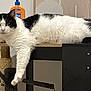 cat, black_and_white, lounging, table, paw, scratching_post, indoor, furniture, pet, relaxed, fur, whiskers, animal, claws, domestic, orange_bottle, wall_art, wood, black, white