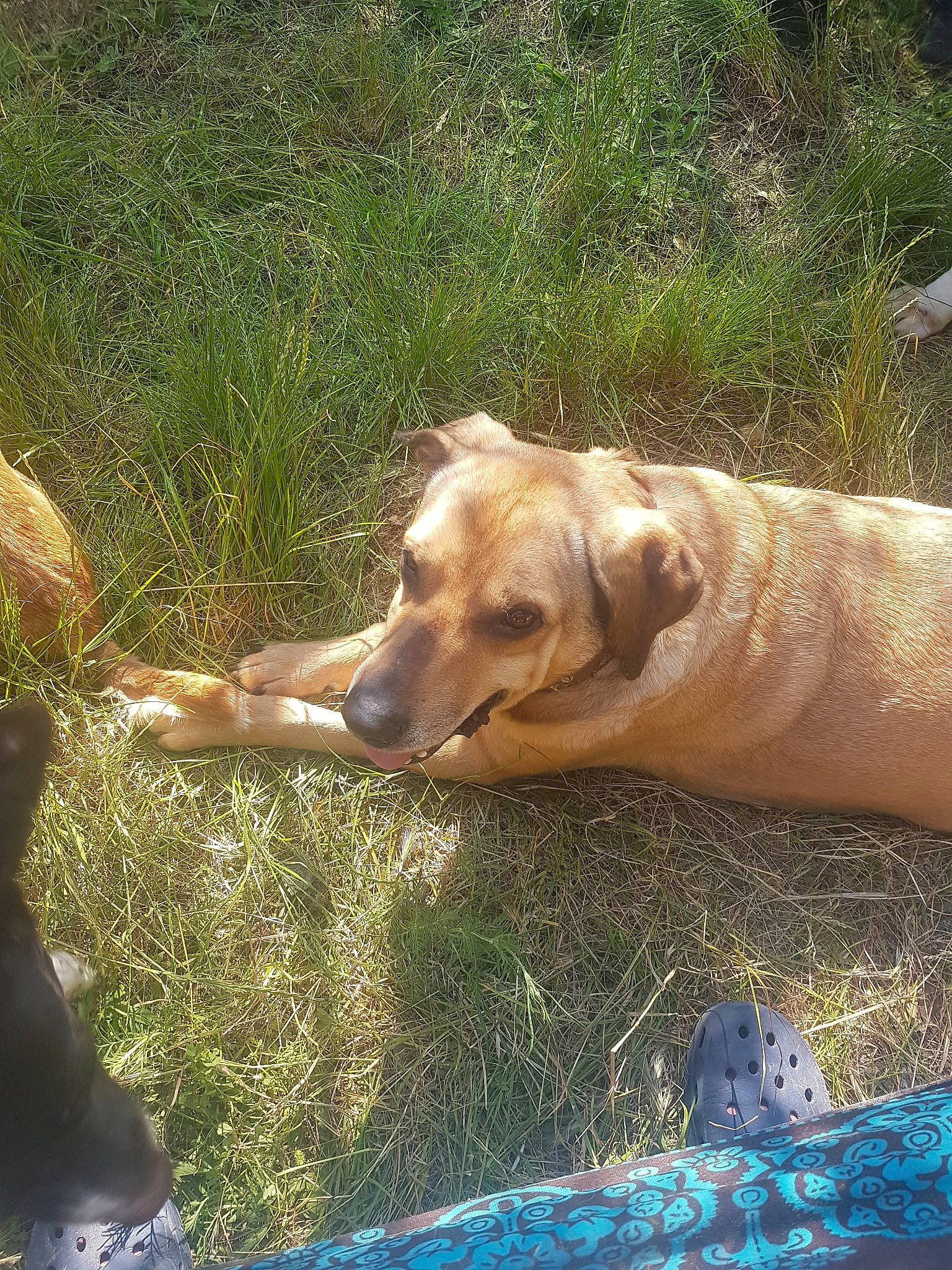 Martin participe au concours pour gagner de l'argent avec cette photo : black_mouth_cur, canidae, carnivore, dog, dog_breed, fawn, grass, hunting_dog, mountain_cur, rhodesian_ridgeback, sporting_group