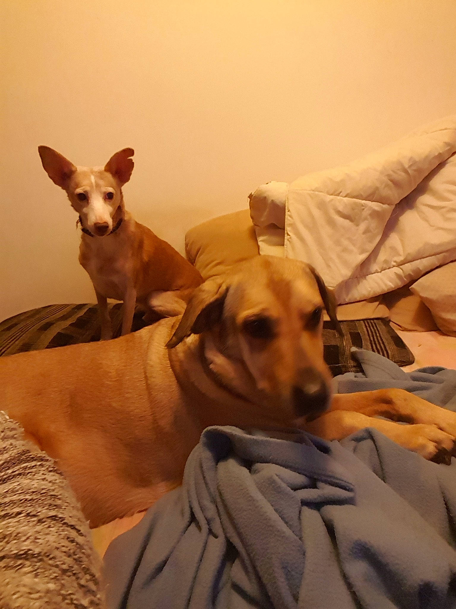 Martin participe au concours pour gagner de l'argent avec cette photo : canidae, carnivore, chippiparai, companion_dog, dog, dog_breed, ear, fawn, hunting_dog, ibizan_hound, italian_greyhound, lurcher, mammal, podenco_canario, sighthound, snout, vertebrate, whippet