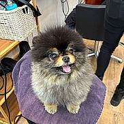 Ouifie a rejoint le concours — aidez-le/la à gagner de superbes lots ! dog, pomeranian, fluffy, pet, animal, indoor, salon, chair, towel, wooden_floor, black_chair, tongue_out, happy, cute, small_dog, fur, pet_grooming, smiling, animal_portrait, domestic_animal