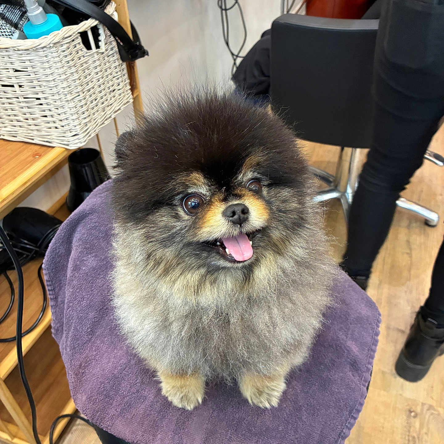 Ouifie a rejoint le concours — aidez-le/la à gagner de superbes lots ! animal, animal_portrait, black_chair, chair, cute, dog, domestic_animal, fluffy, fur, happy, indoor, pet, pet_grooming, pomeranian, salon, small_dog, smiling, tongue_out, towel, wooden_floor