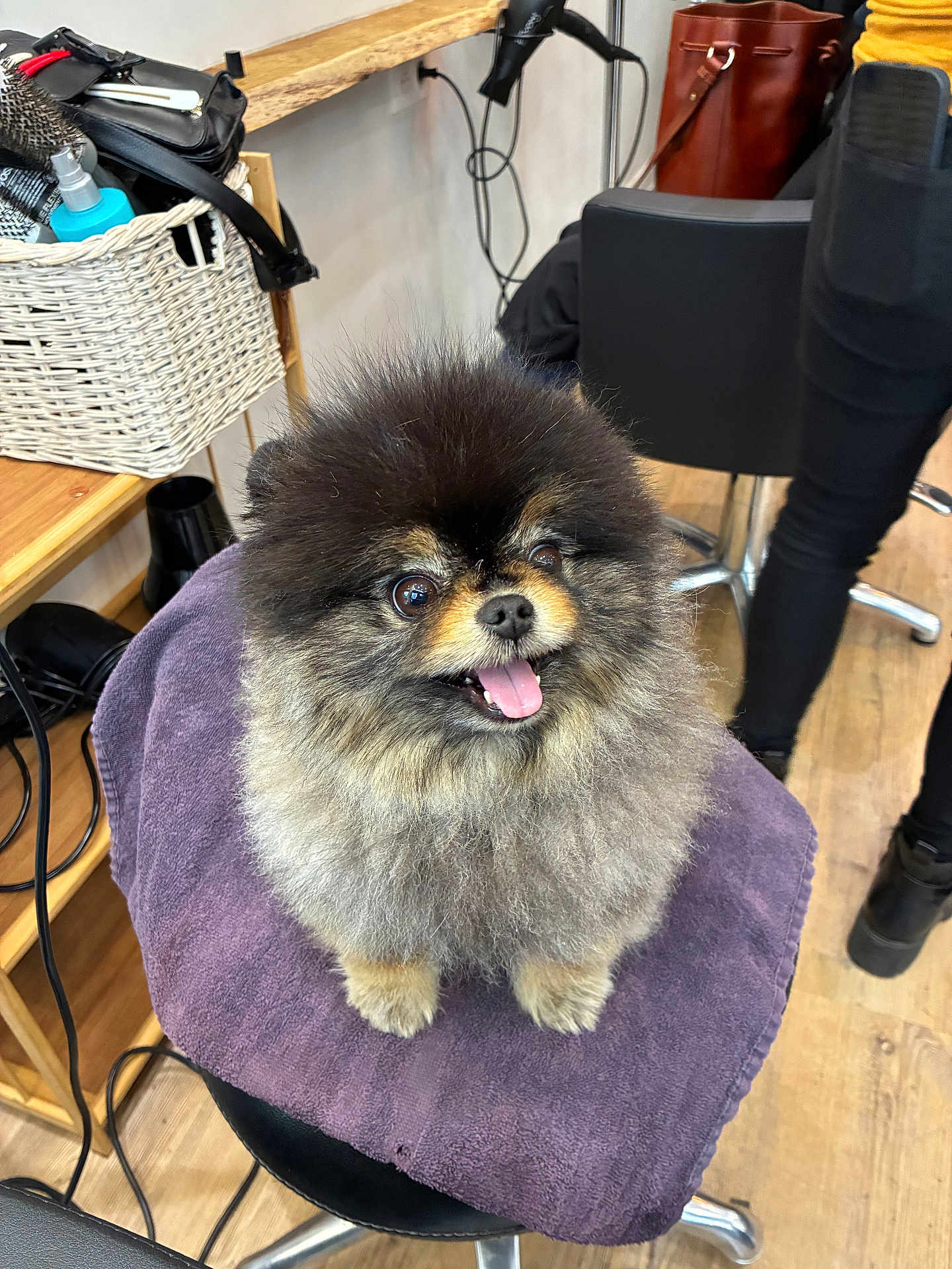 Ouifie a rejoint le concours — aidez-le/la à gagner de superbes lots ! dog, pomeranian, fluffy, pet, animal, indoor, salon, chair, towel, wooden_floor, black_chair, tongue_out, happy, cute, small_dog, fur, pet_grooming, smiling, animal_portrait, domestic_animal