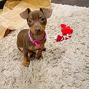 Chloe joined the competition — help win amazing prizes! puppy, dog, brown_dog, pink_collar, toy, red_toy, rope_toy, beige_rug, fluffy_rug, carpet, indoor, floor, paper, brown_paper, curious, small_dog, pet, animal, cute, looking_at_camera