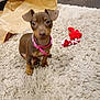 puppy, dog, brown_dog, pink_collar, toy, red_toy, rope_toy, beige_rug, fluffy_rug, carpet, indoor, floor, paper, brown_paper, curious, small_dog, pet, animal, cute, looking_at_camera