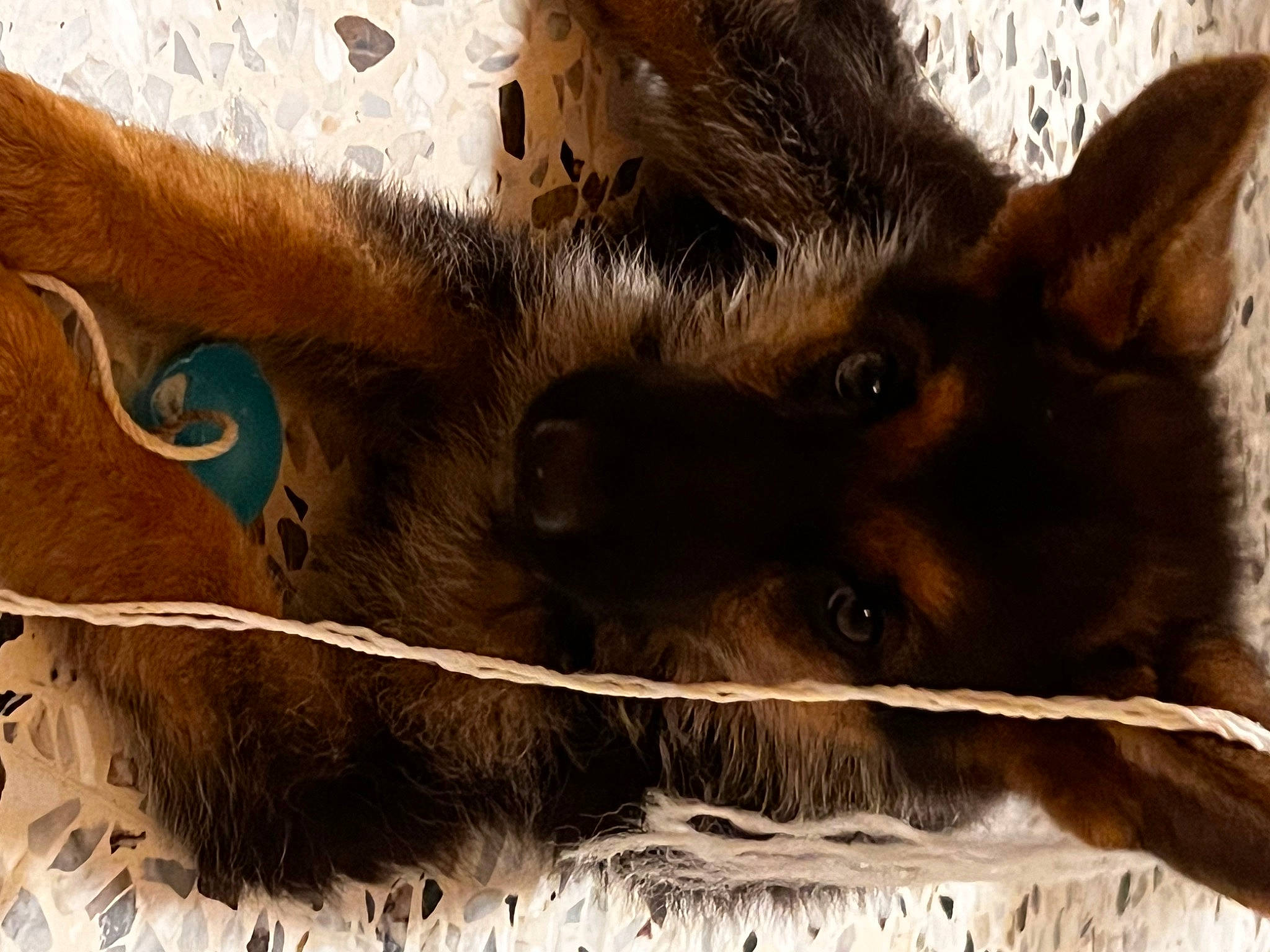 Tina participe au concours pour gagner de l'argent avec cette photo : canidae, carnivore, claw, dog_breed, fawn, felidae, fur, natural_material, paw, small_to_medium_sized_cats, snout, sporting_group, terrestrial_animal, whiskers, wildlife, wood, working_animal