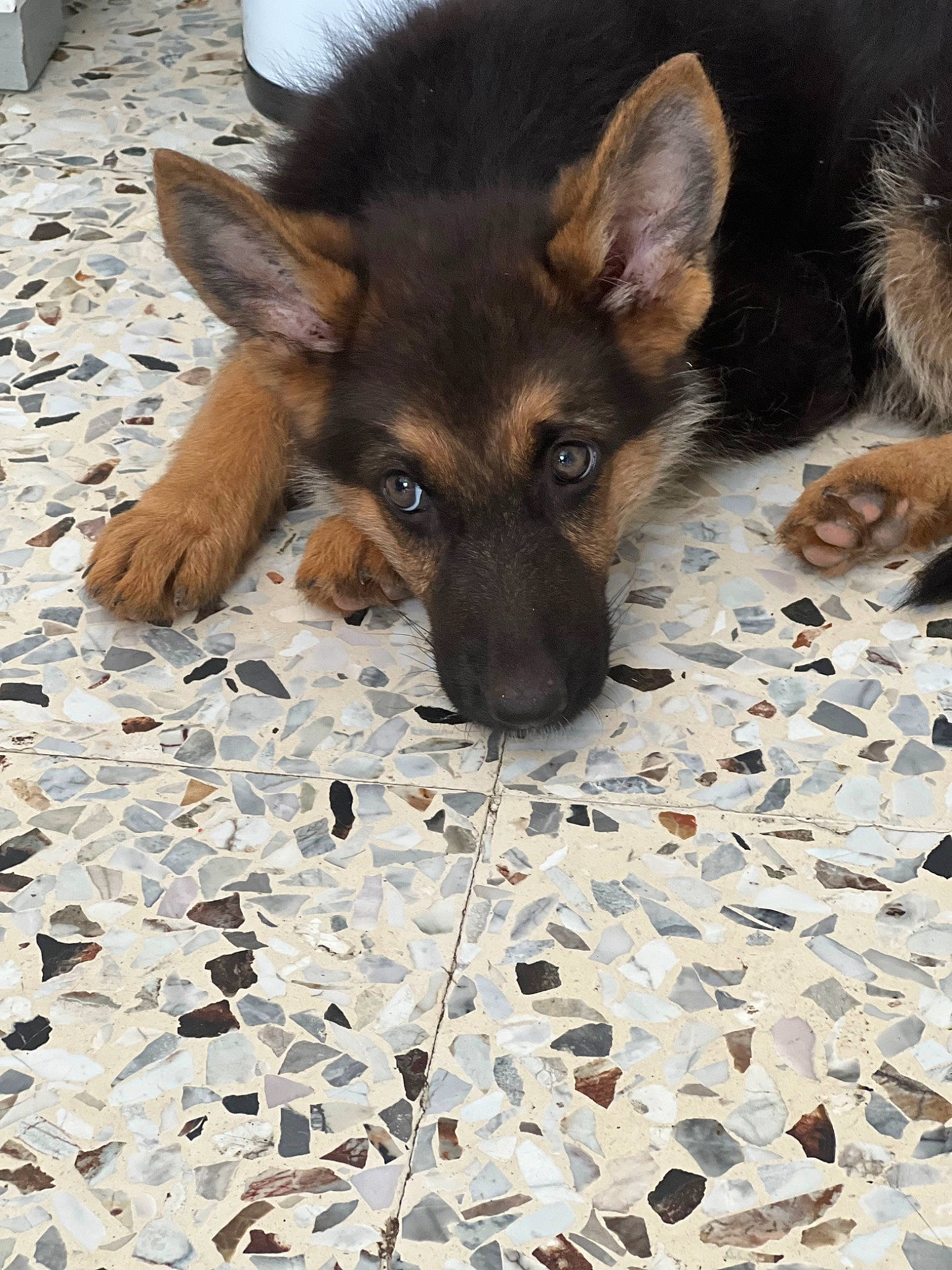 Tina participe au concours pour gagner de l'argent avec cette photo : canidae, carnivore, companion_dog, dog, dog_breed, ear, fawn, flooring, fur, german_shepherd_dog, herding_dog, king_shepherd, old_german_shepherd_dog, paw, snout, sporting_group, terrestrial_animal, whiskers, working_animal, working_dog