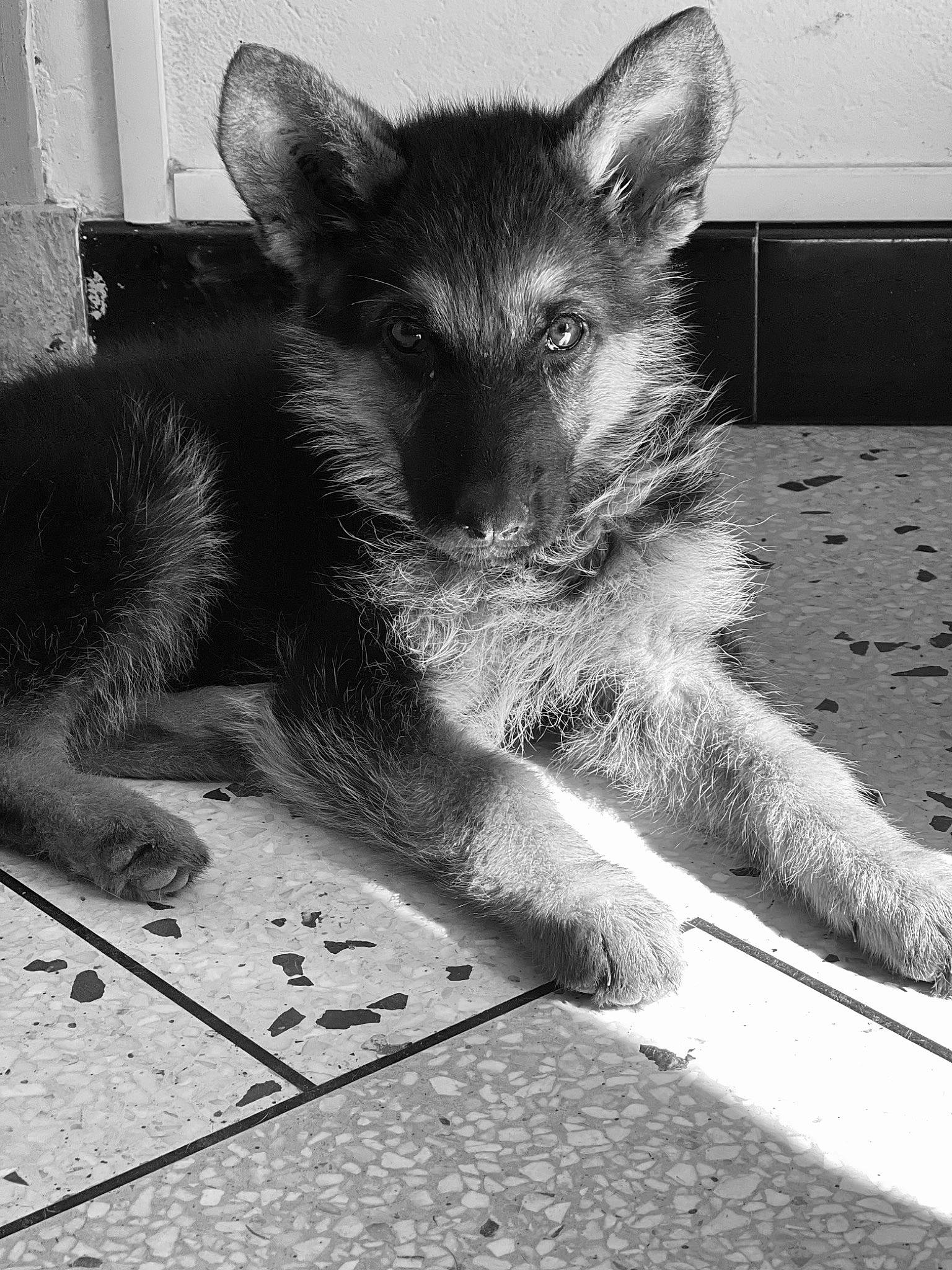 Tina a rejoint le concours — aidez-le/la à gagner de superbes lots ! black, black_and_white, canidae, carnivore, claw, dog_breed, felidae, foot, fur, grey, monochrome, monochrome_photography, paw, road_surface, small_to_medium_sized_cats, snout, style, terrestrial_animal, whiskers, white