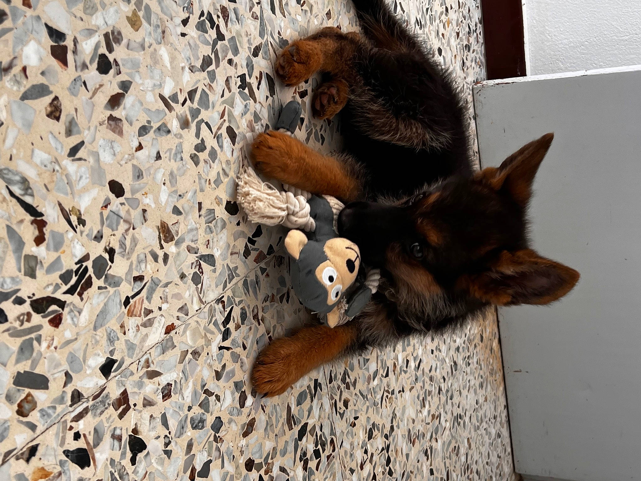 Tina a rejoint le concours — aidez-le/la à gagner de superbes lots ! canidae, carnivore, claw, dog_breed, fawn, felidae, fur, metal, pattern, paw, small_to_medium_sized_cats, snout, tail, terrestrial_animal, whiskers, wildlife, window, wood, working_animal