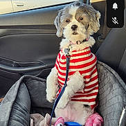 Koral is registered to the contest to win money with this photo: animal, blanket, car, car_seat, companion, cozy, cute, dog, fluffy, indoor, interior, leash, pet, portrait, seatbelt, small_dog, striped_clothing, sweater, travel, window