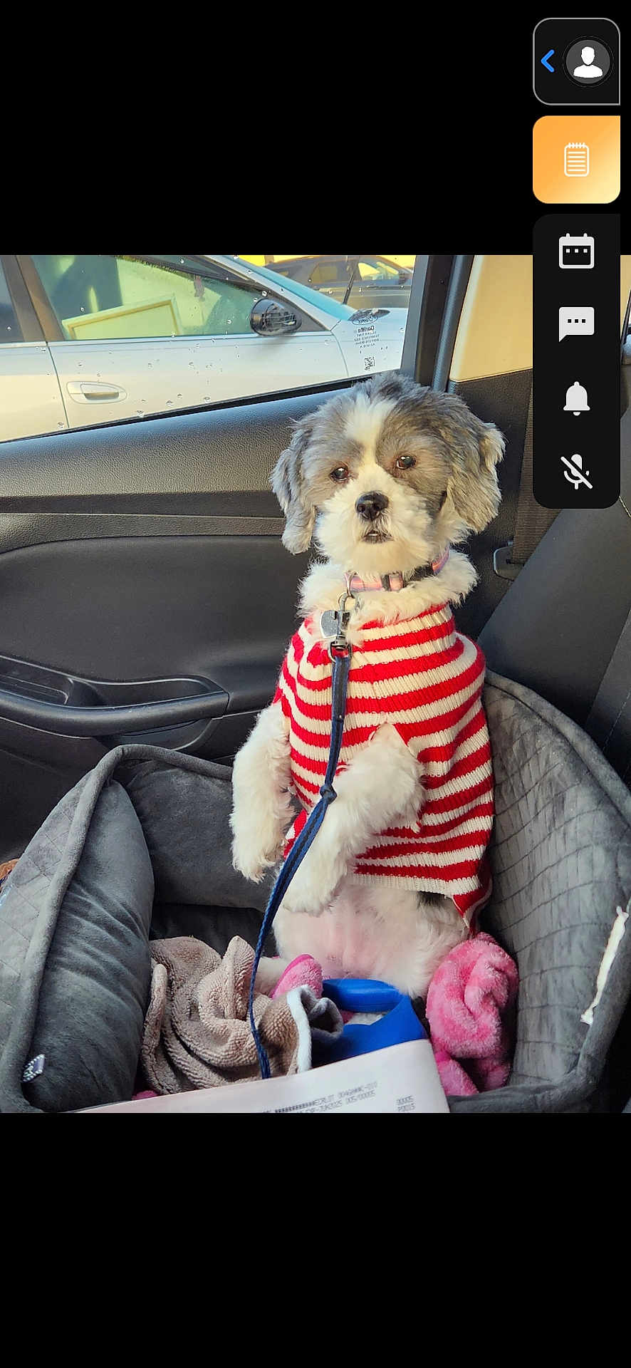 Koral is registered to the contest to win money with this photo: animal, blanket, car, car_seat, companion, cozy, cute, dog, fluffy, indoor, interior, leash, pet, portrait, seatbelt, small_dog, striped_clothing, sweater, travel, window