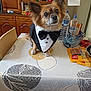 brown_dog, chair, counter, curious, dog, domestic, ears, eyes, furniture, indoors, kitchen, pet, portrait, small_dog, snack_package, table, tablecloth, tuxedo, water_bottle, wooden_cabinet